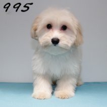 Maltipoo 050125 M(HU1112) 230425..jpg