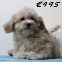 Maltipoo 050125 M(HU1113) 230425.jpg