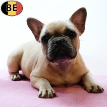 Franse Bulldog 220325 F(BE7958) 020725.jpg