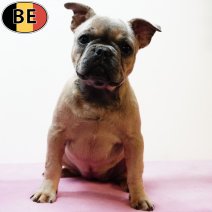 Franse Bulldog 220325 F(BE8646) 020725.jpg