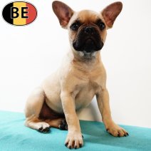 Franse Bulldog 220325 M(BE7949) 020725.jpg