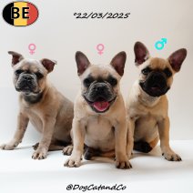 Franse Bulldog pups 220325 (BE).jpg