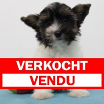Biewer yorkshire M 100425 (BE6728) 130525.verkocht.png