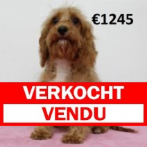 Cavapoo 010225 F(HU1180) 070625.verkocht.png
