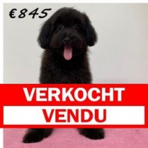 X pomapoo F 040125 (BE9682) 030625 Verkocht - Vendu.jpg