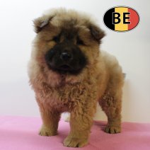 Chow Chow F 050525 (BE4571) 040725.JPG