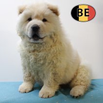 Chow Chow M 050525 (BE5061) 040725.JPG