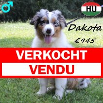 Australische Herder Dakota 030125 M (HU9728) 020725 verkocht - vendu.jpg