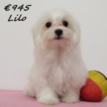 maltezer Lilo F 270125 (BE9471) 270525..jpg