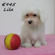 maltezer Lila F 270125 (BE0425) 270525..jpg