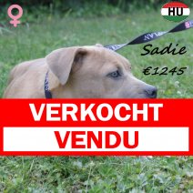 American staffordshire terrier Sadie F 300125 (HU1219) 070725 verkocht - vendu.jpg