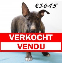 Bull Terrier M 280225 (HU1243) 250625 verkocht - vendu.jpg