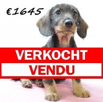 Teckel Ruwhaar F verkocht - vendu.jpg