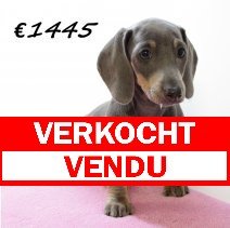 Teckel F 080325 (HU1300) 250625 verkocht - vendu.jpg