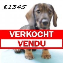 Teckel M 030325 (HU1281) 250625 verkocht - vendu.jpg