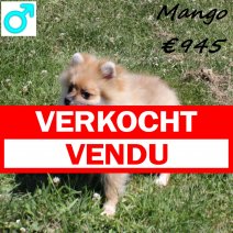 Kees Mango 040125 M(HU1130) 300625 verkocht - vendu.jpg