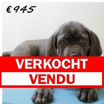 X American XXL Bully M 050325 (HU1287) 250625 verkocht - vendu.jpg
