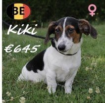 Jack Russel Kiki F 160225 (BE6767) 020725.jpg