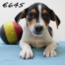 Belgische Fox M 180425 (BE6608) 110625..jpg