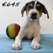 Belgische Fox M 150425 (BE6990) 110625..jpg