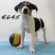 Belgische Fox M 150425 (BE6561) 110625..jpg