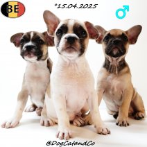 Franse Bulldog X Boston T pups M 150425 (BE).jpg