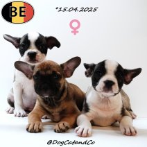 Franse Bulldog X Boston T pups F 150425 (BE).jpg