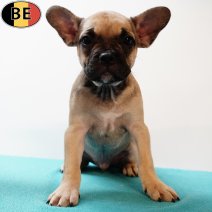 Franse Bulldog X Boston T 150425 M(BE3952) 020725.jpg