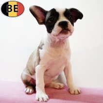 Franse Bulldog X Boston T 150425 F(BE3961) 020725.jpg