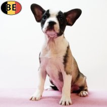 Franse Bulldog X Boston T 150425 F(BE3959) 020725.jpg