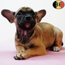 Franse Bulldog X Boston T 150425 F(BE3954) 020725.jpg