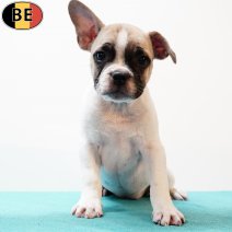 Franse Bulldog X Boston T 150425 M(BE3960) 020725.jpg