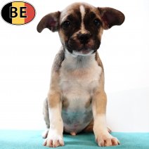 Franse Bulldog X Boston T 150425 M(BE3970) 020725.jpg