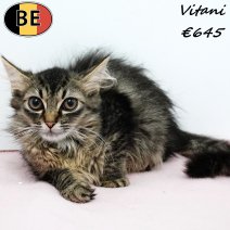 Europese Langhaar Vitani 240225 F(BE6732) 050725.jpg
