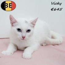Europese Korthaar Vicky 240225 F(BE6637) 050725.jpg