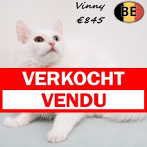 Europese Langhaar Vinny 240225 M(BE6603) 050725 verkocht - vendu.jpg