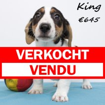 Jack Russell King 030425 M(BE6734) 010625 verkocht - vendu.jpg