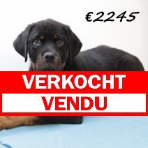 Rottweiler M 280225 (HU1247) 250625 verkocht - vendu.jpg