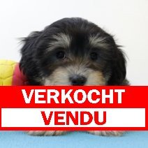 Havanezer 020325 M(BE4272) 070525 verkocht - vendu.jpg