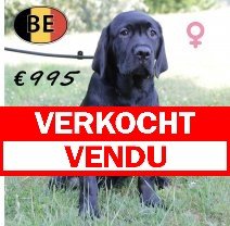 Labrador F 020325 (BE6784) 020725 verkocht - vendu.jpg