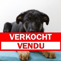 Duitse Herder M 300325 (BE2932) 110625 verkocht - vendu.jpg