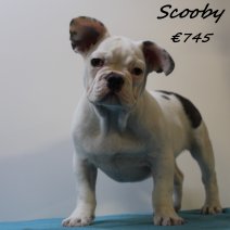 franse bulldog 290125 M (HU1196)  210525.JPG