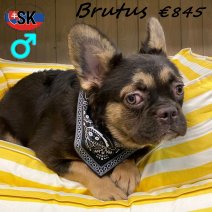 franse bulldog fluffy Brutus M 231224 (SK5242) 070725.jpg