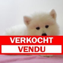 Samojeed F 250425 (BE5307) 250625 Verkocht - Vendu.jpg