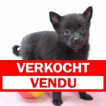 schipperke 250425 F (BE6918) 270625 Verkocht - Vendu.jpg