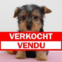 Yorkshire Terrier 180325 F(BE6750) 300525 verkocht - vendu.jpg