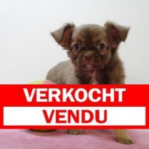Chihuahua F 170425 (BE6921) 200625 Verkocht - Vendu.jpg