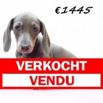 Teckel F 080325 (HU1299) 250625 Verkocht - Vendu.jpg