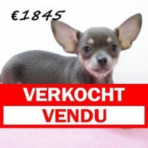 Chihuahua V 030325 (HU1232) 250625 Verkocht - Vendu.jpg