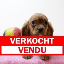 Cavalier King Charles f 070425 (BE6781) 200625 Verkocht - Vendu.jpg